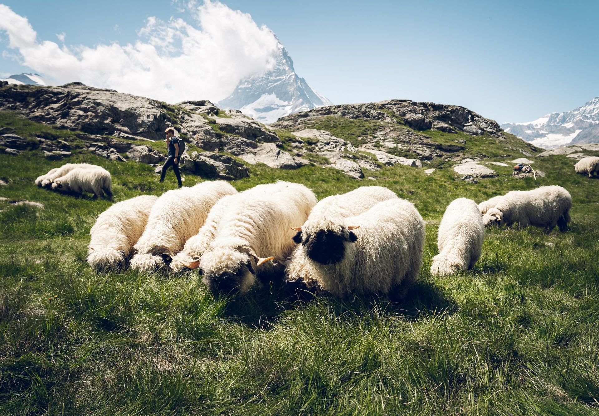 Flock of sheep Riffelberg