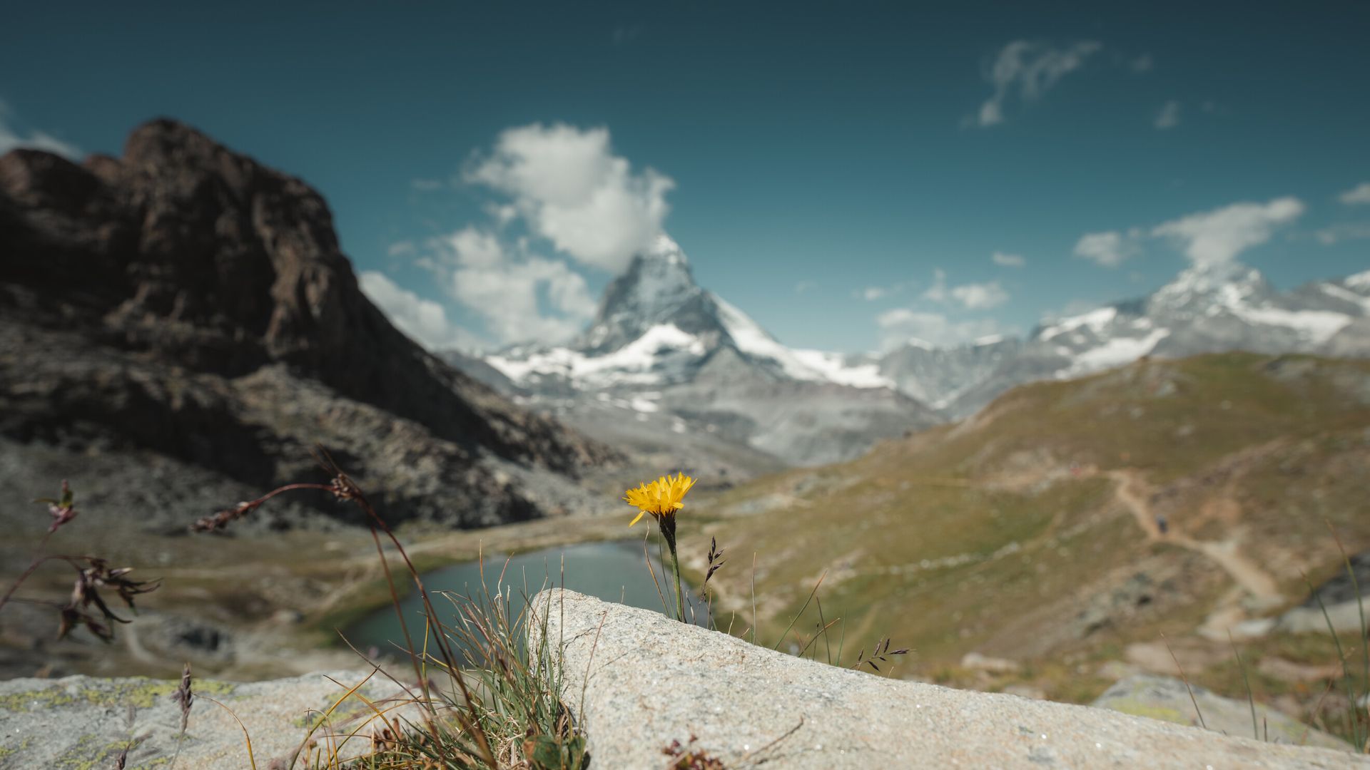 Jardin alpin du Rotenboden au Gornergrat au-dessus de Zermatt en été