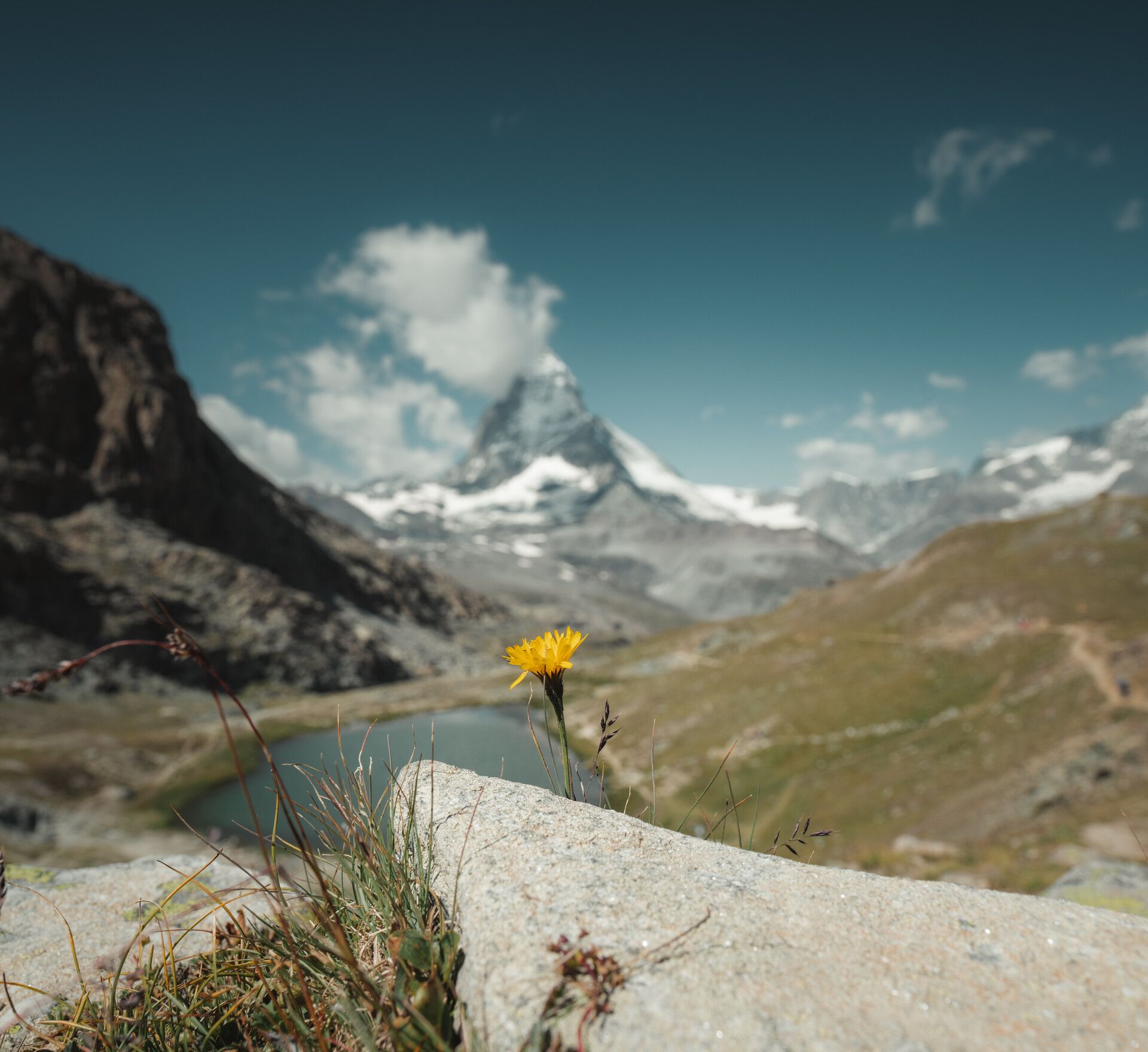 Alpingarten auf Rotenboden am Gornergrat oberhalb Zermatt im Sommer