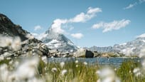 Cotton grass at Riffelsee Lake with Matterhorn in the background 