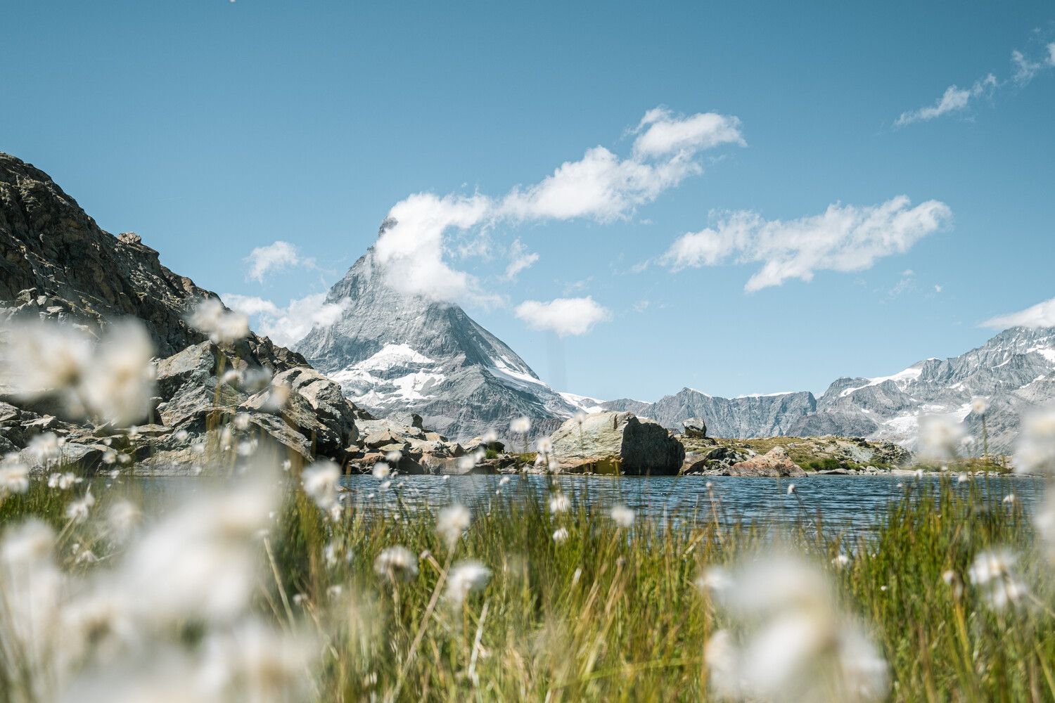 Cotton grass au Riffelsee avec le Cervin en arrière-plan