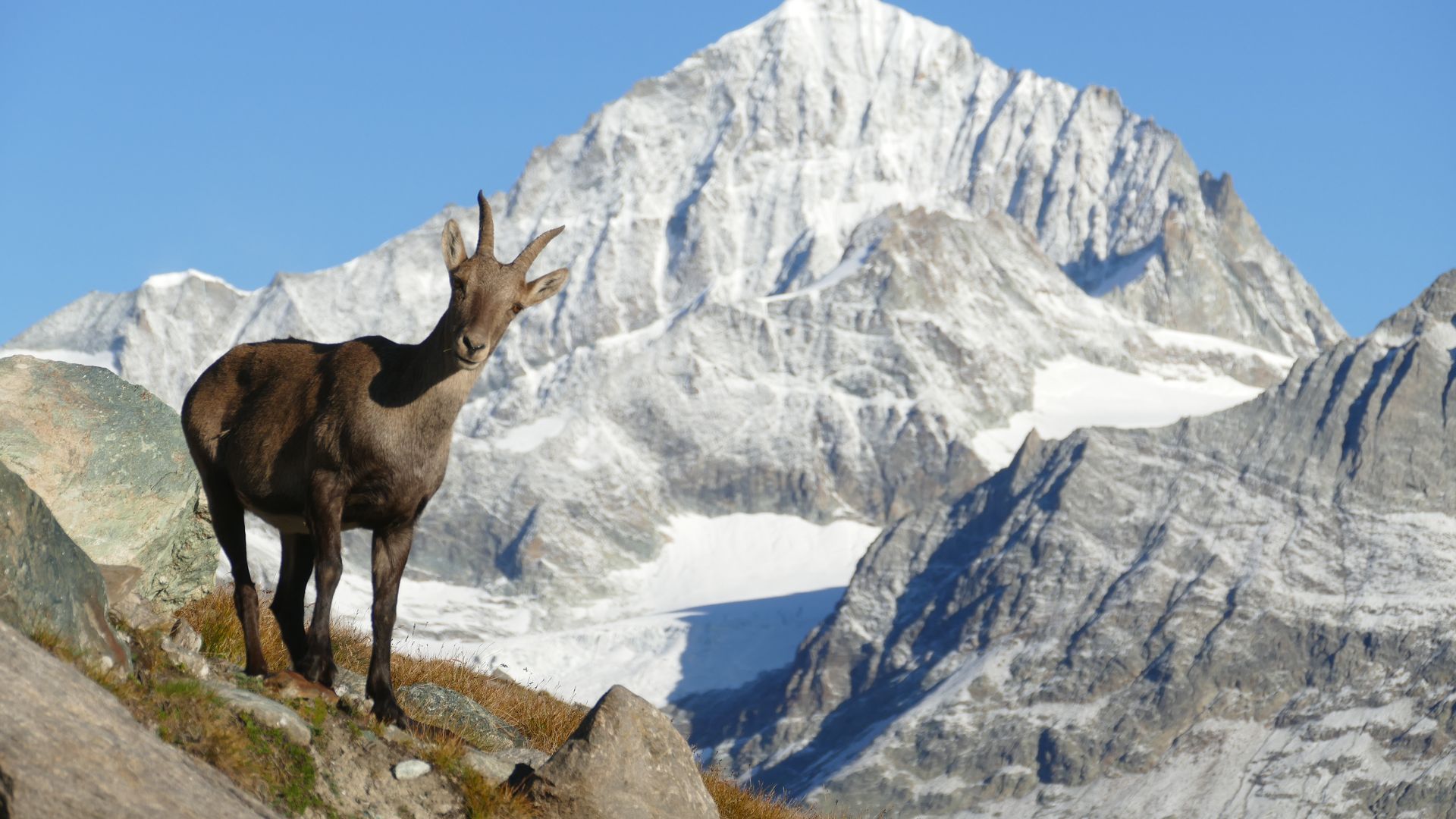 An ibex in front of a mountain in fall on the Gornergrat