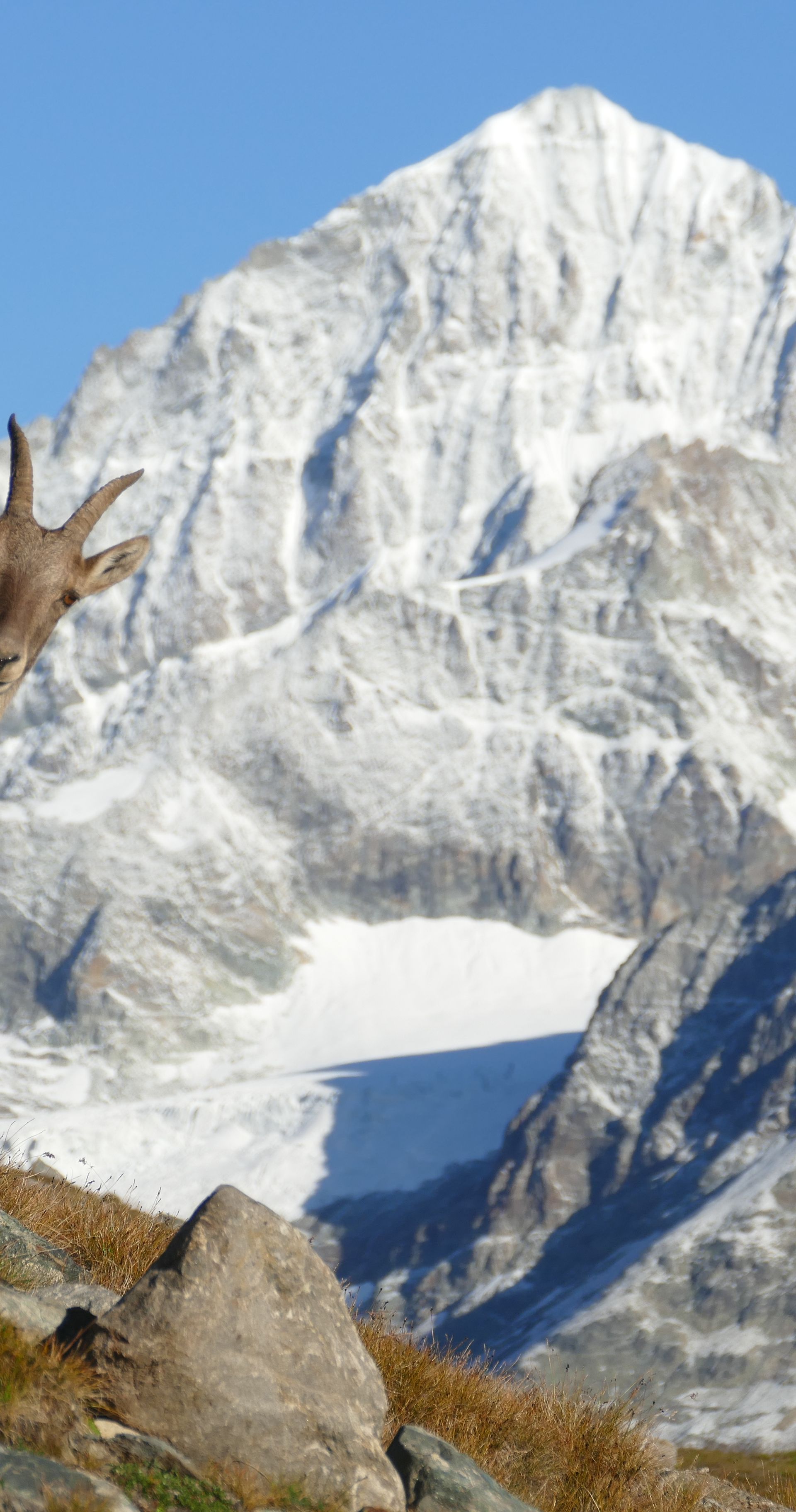 Un bouquetin devant une montagne en automne au Gornergrat