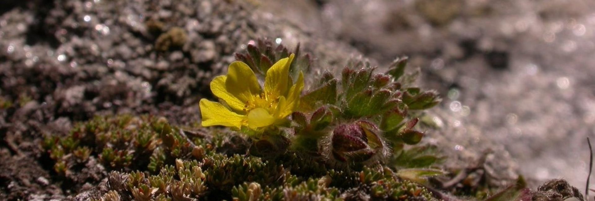 Gletscher-Fingerkraut
