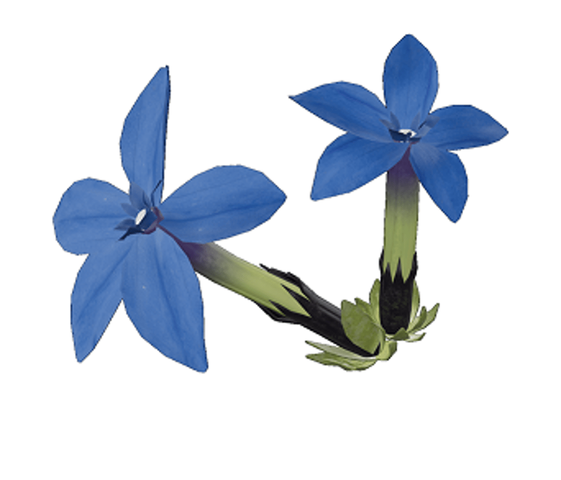 Enzian AR: Alpine Garden at Gornergrat Enzian AR: Alpine Garden at Gornergrat