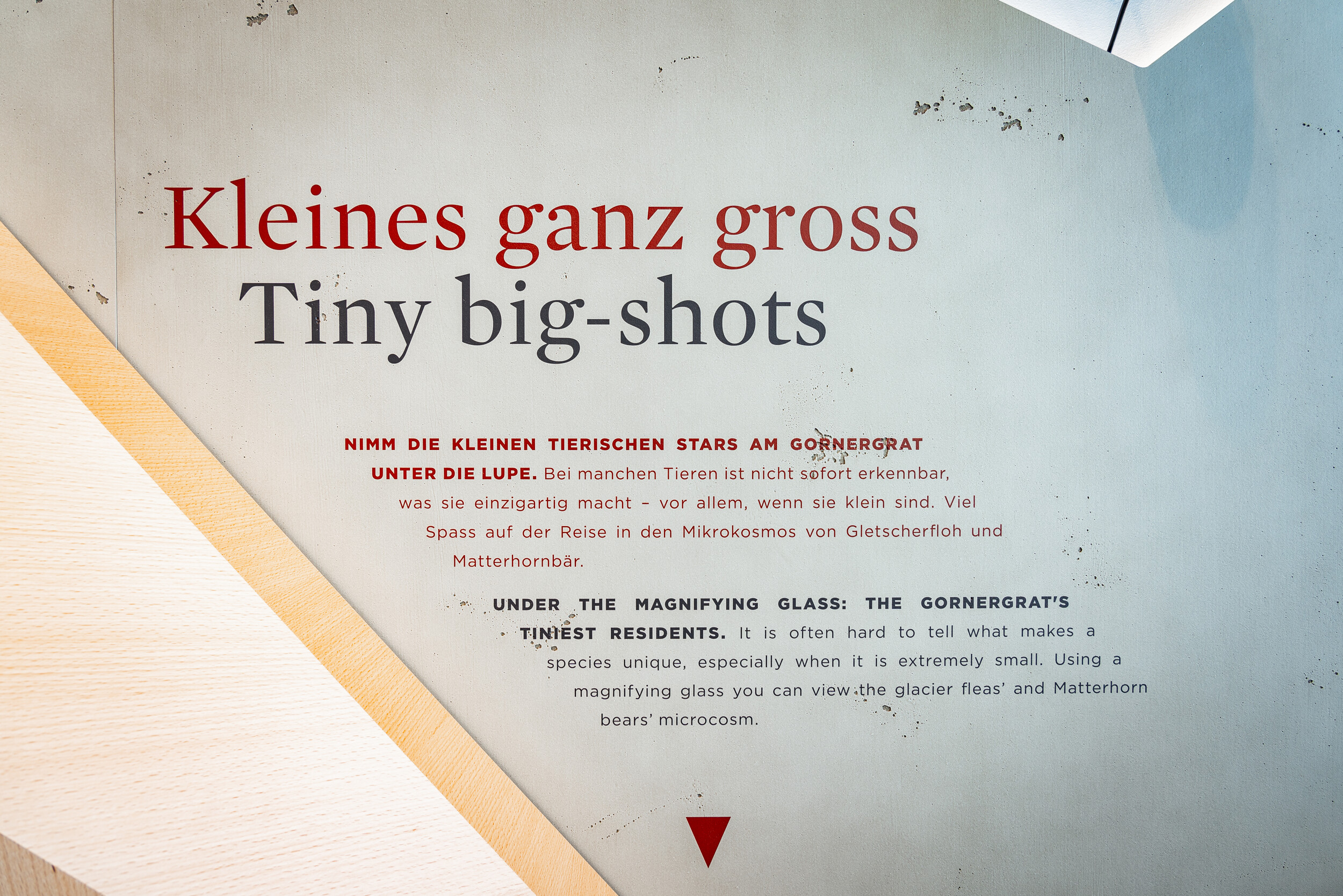 Petits animaux du Gornergrat - Zooom the Matterhorn