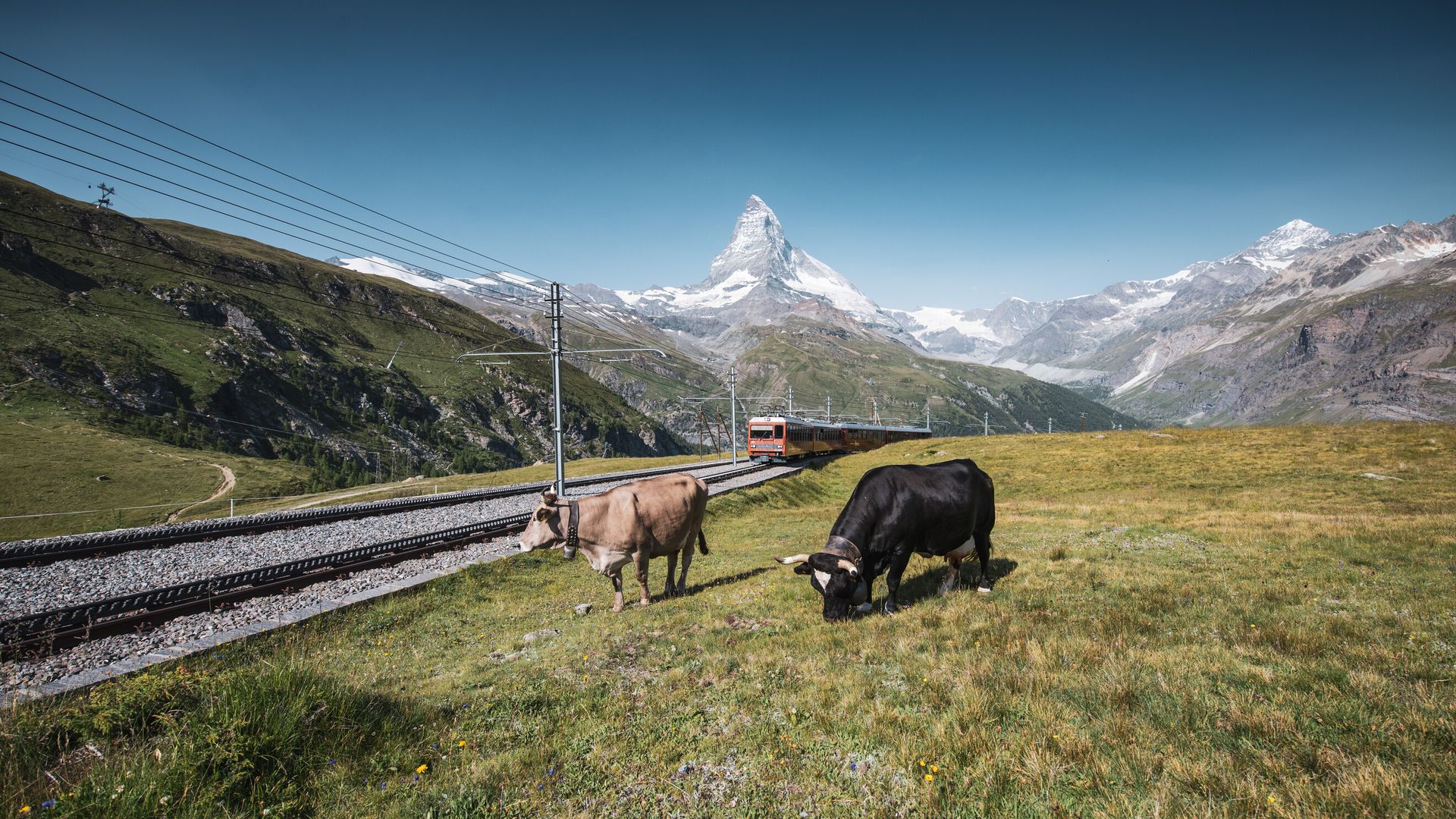 Vaches au-dessus de l'alpage de Riffel avec le Gornergrat Bahn en arrière-plan en été, Zermatt