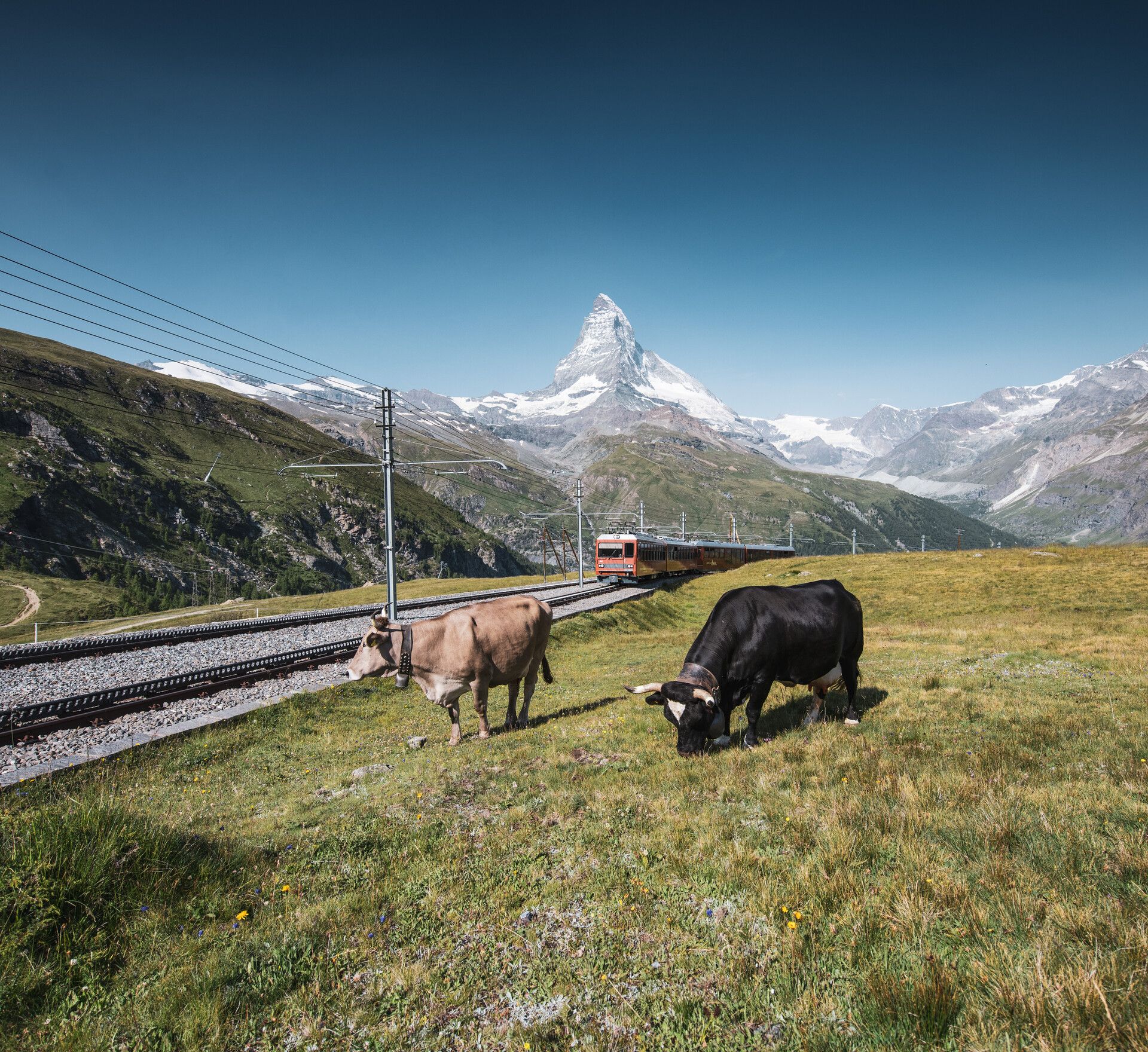 Vaches au-dessus de l'alpage de Riffel avec le Gornergrat Bahn en arrière-plan en été, Zermatt