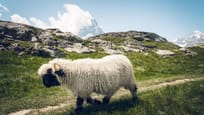 Meet the Sheep - Schaf seitlich am laufen 