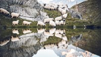 Moutons à nez noir près du Riffelsee au Rotenboden, Zermatt, Suisse