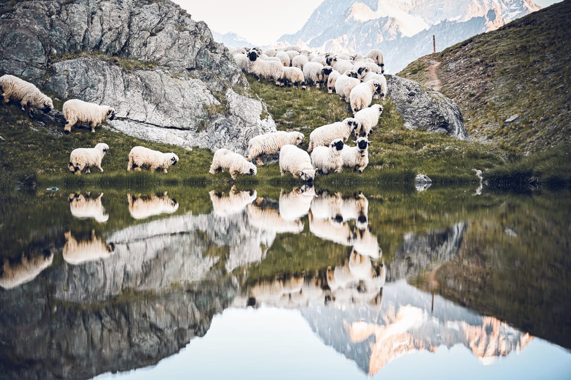 Moutons à nez noir près du Riffelsee Moutons à nez noir près du Riffelsee au Rotenboden, Zermatt, Suisse