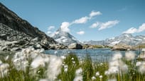 Cotton grass at Riffelsee Lake with Matterhorn in the background 