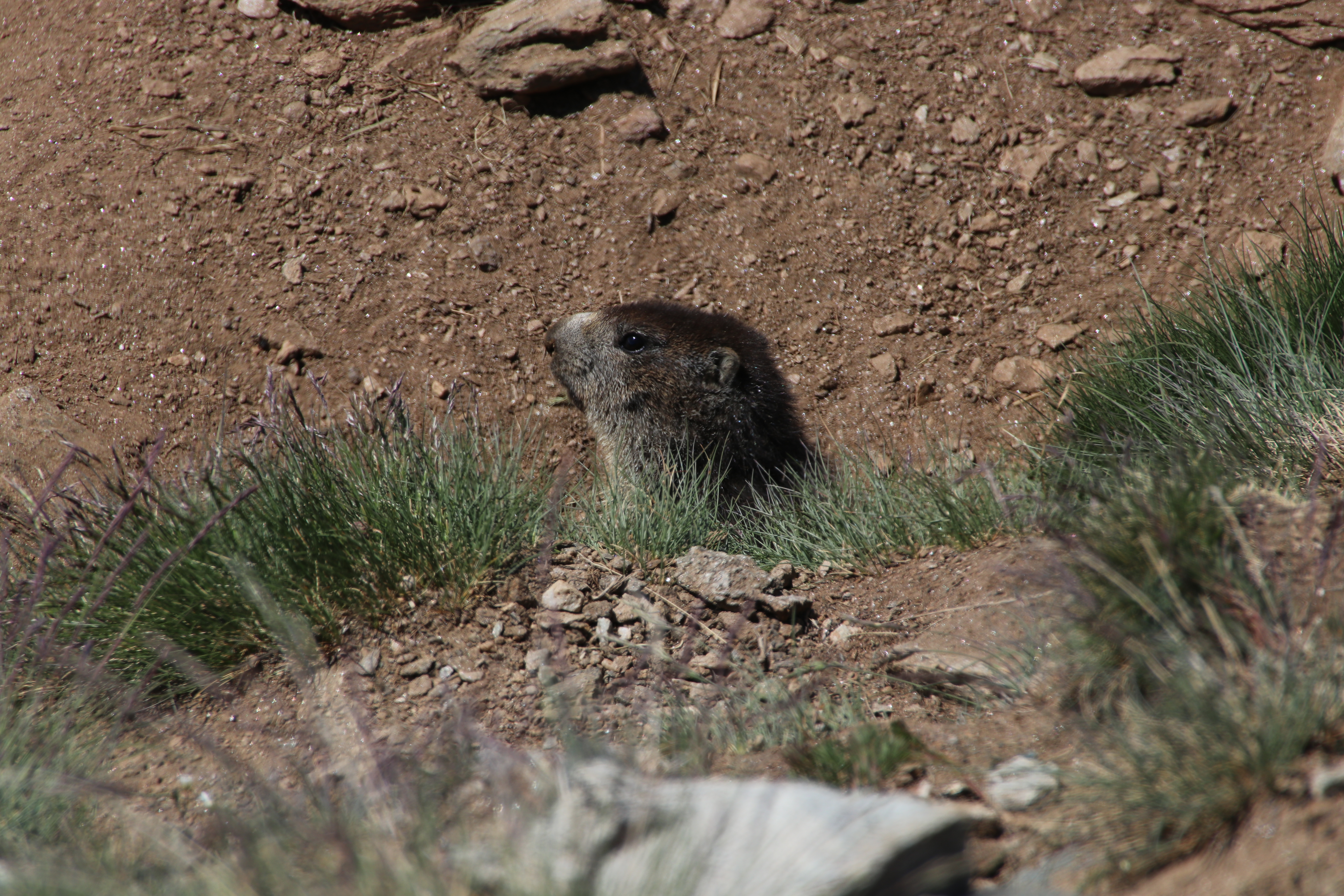 Murmeltiere am Gornergrat