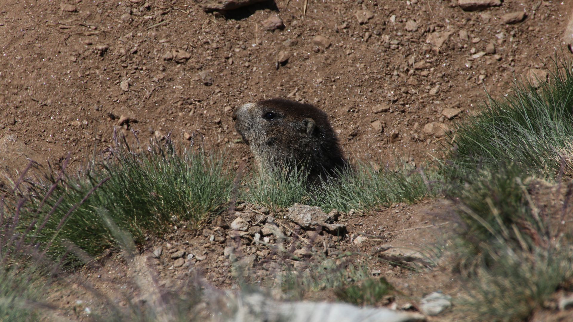 Murmeltiere am Gornergrat