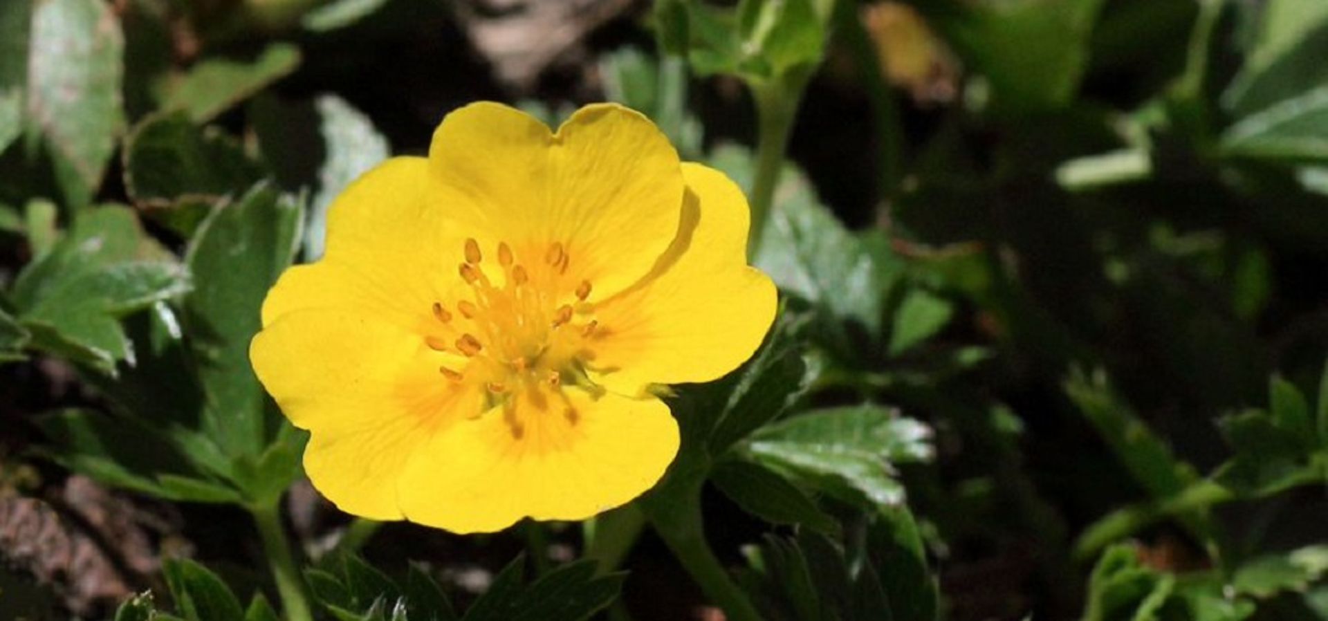 Potentilla aurea L.