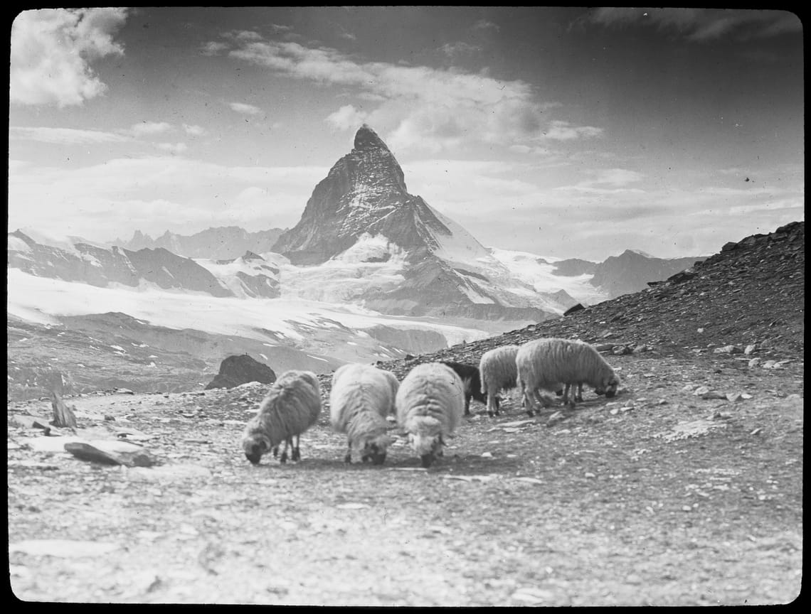 Schafe Gornergrat Matterhorn