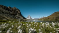 Reflection of the Matterhorn in summer with cotton grass in the foreground 