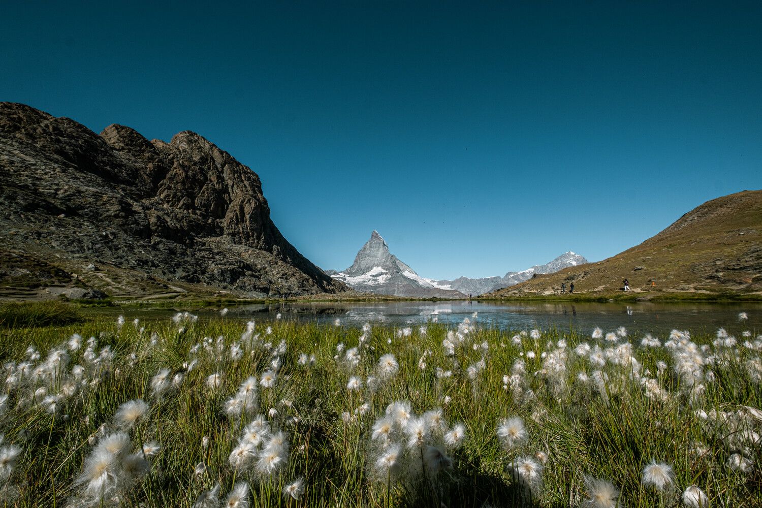 Reflet du Cervin en été avec la linaigrette au premier plan