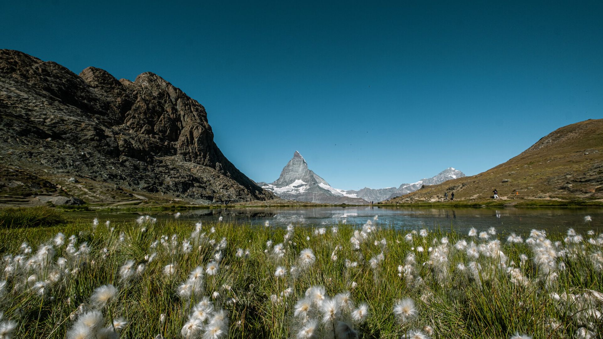 Spiegelung des Matterhorns im Sommer mit Wollgras im Vordergrund 