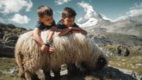 Meet the Sheep - Kinder liegend auf den Schwarznasenschafe