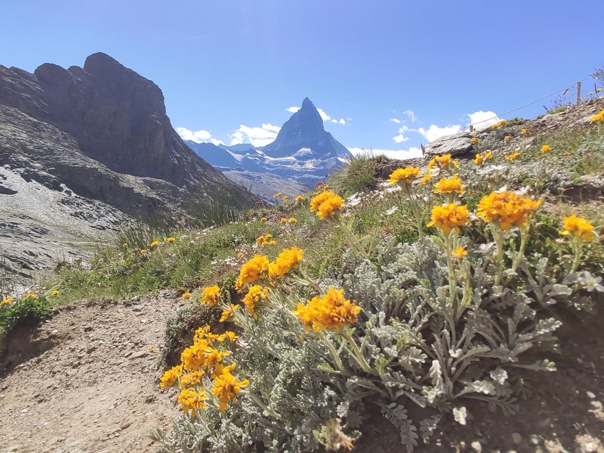 Le Jardin Alpin du Gornergrat, avec en arrière-plan le Cervin sous un ciel bleu éclatant.