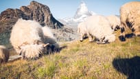 Riffelhorn Meet the Sheep