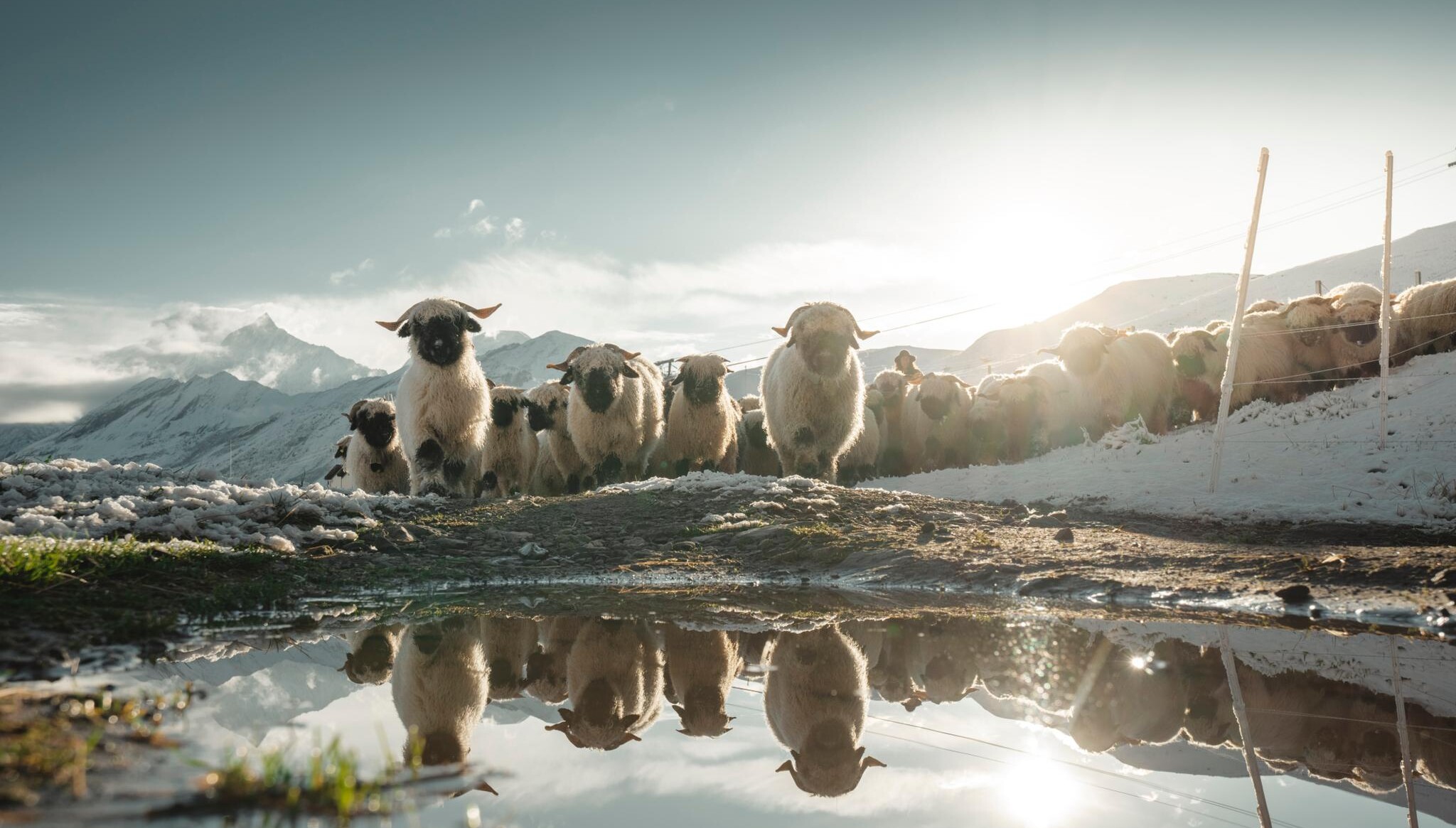 Black-nosed sheep on the Gornergrat in summer