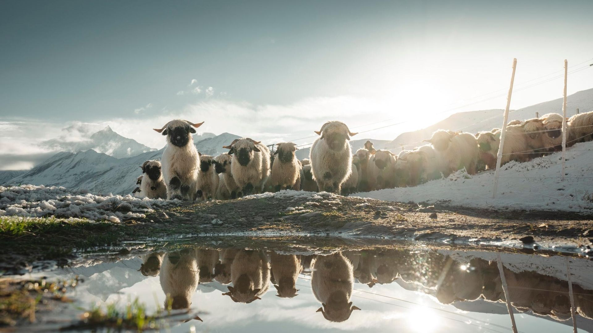 Black-nosed sheep on the Gornergrat in summer