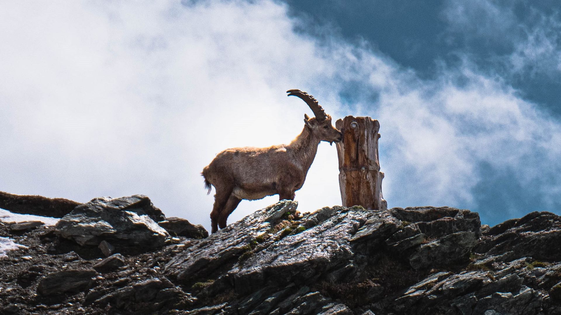Steinbock am Gornergrat