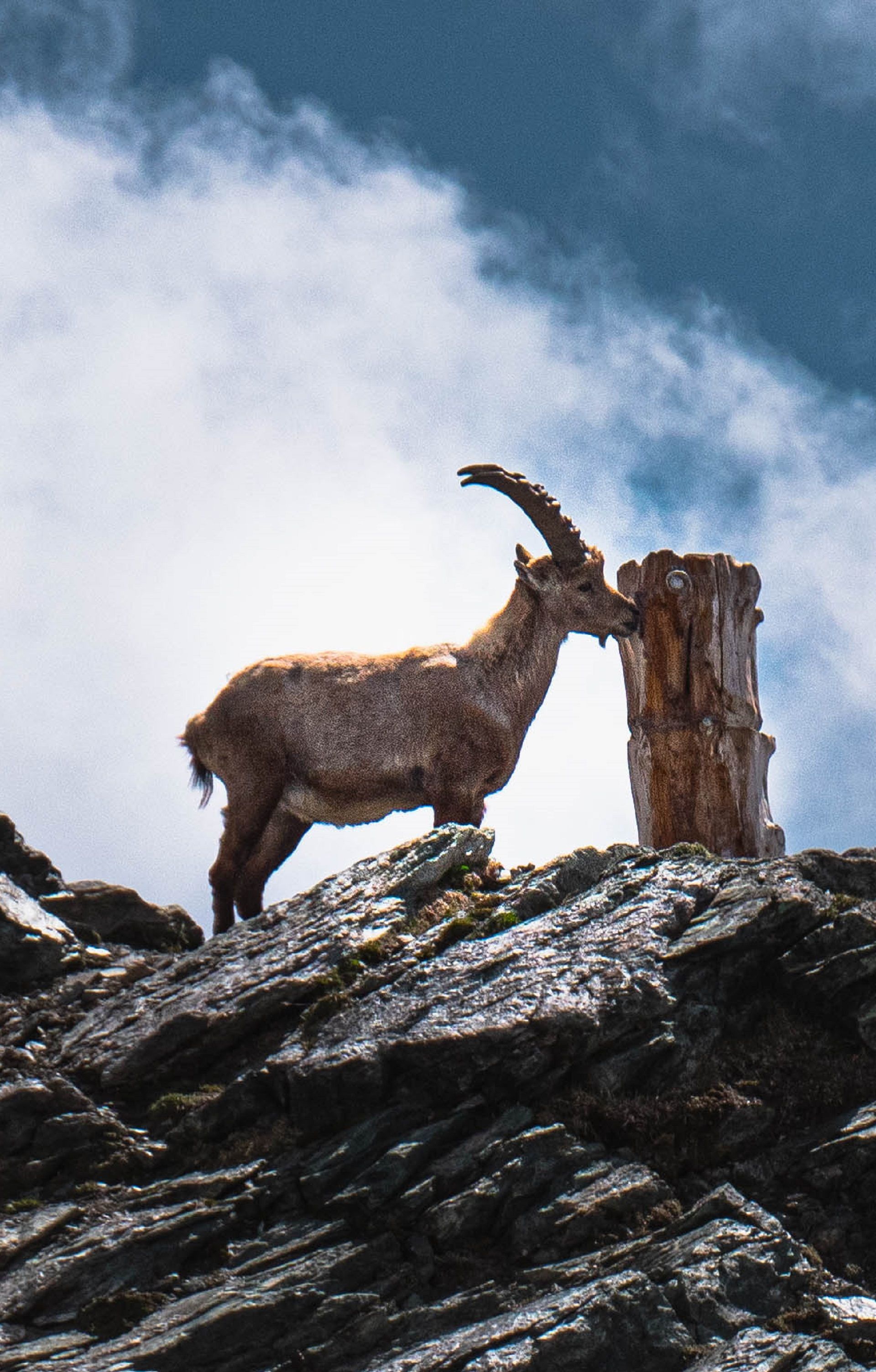 Steinbock am Gornergrat