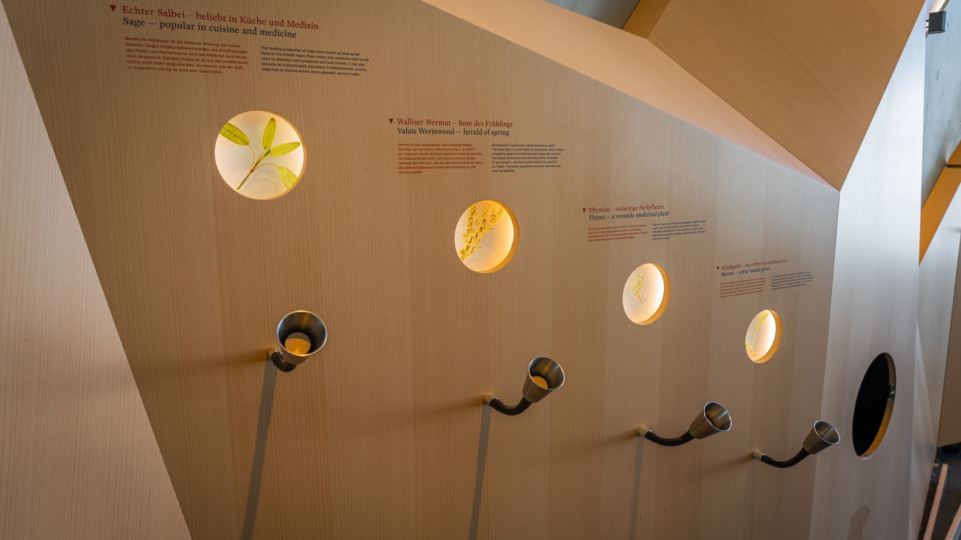 Plantes du Gornergrat - Zooom the Matterhorn, fleurs, flore, Zermatt