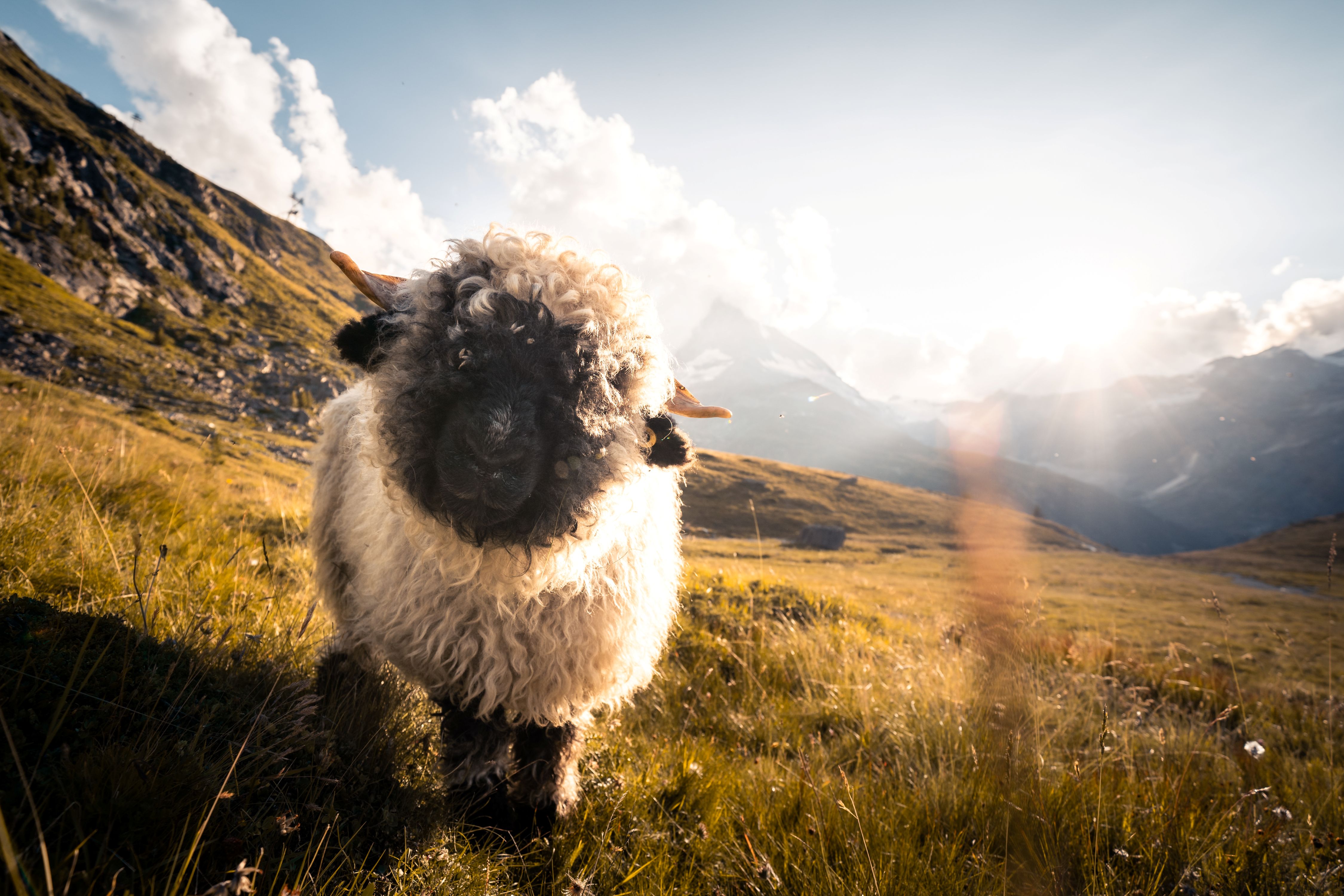 Meet the Sheep, Schwarznasenschafe am Gornergrat