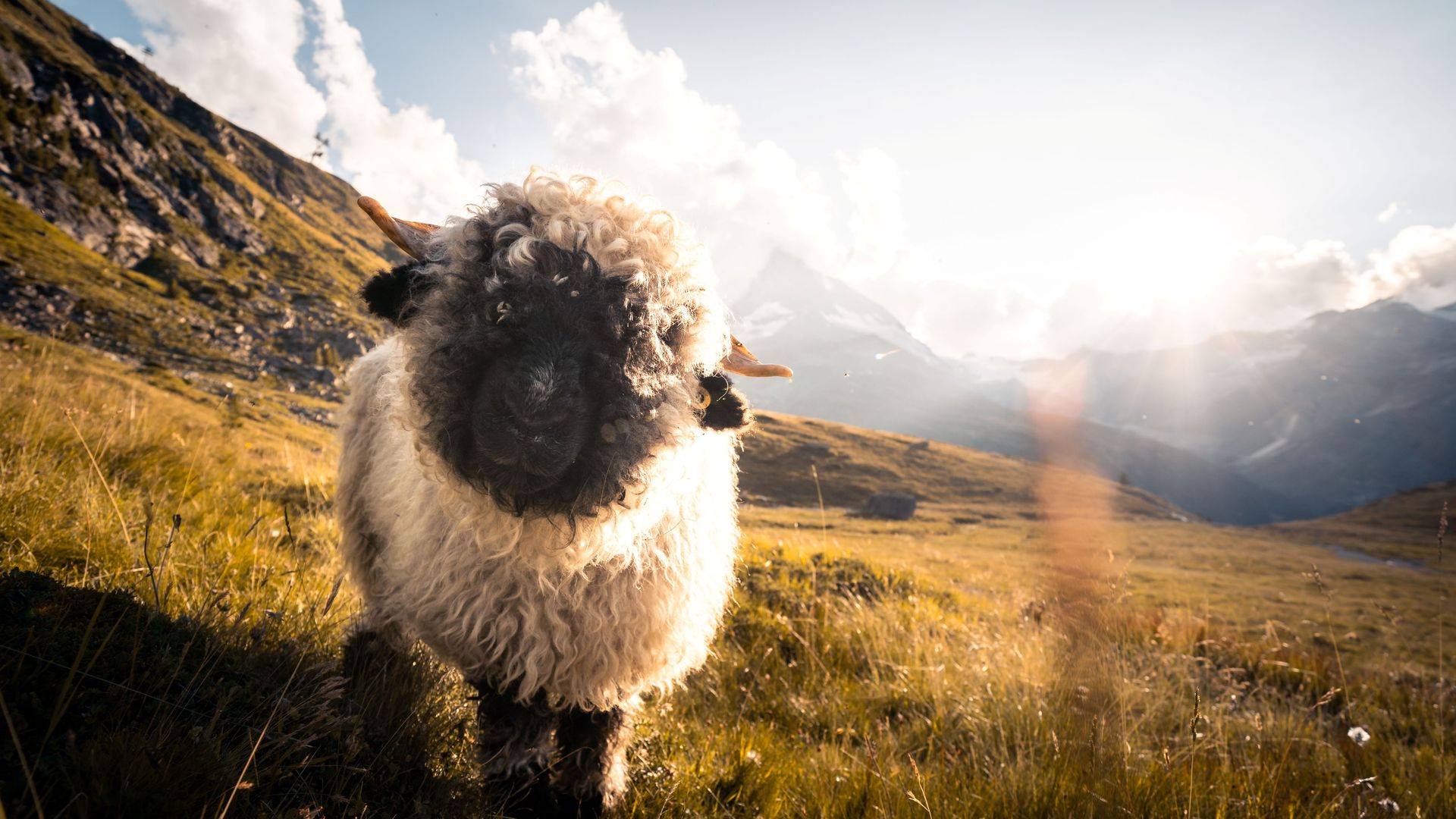 Meet the Sheep, Schwarznasenschafe am Gornergrat