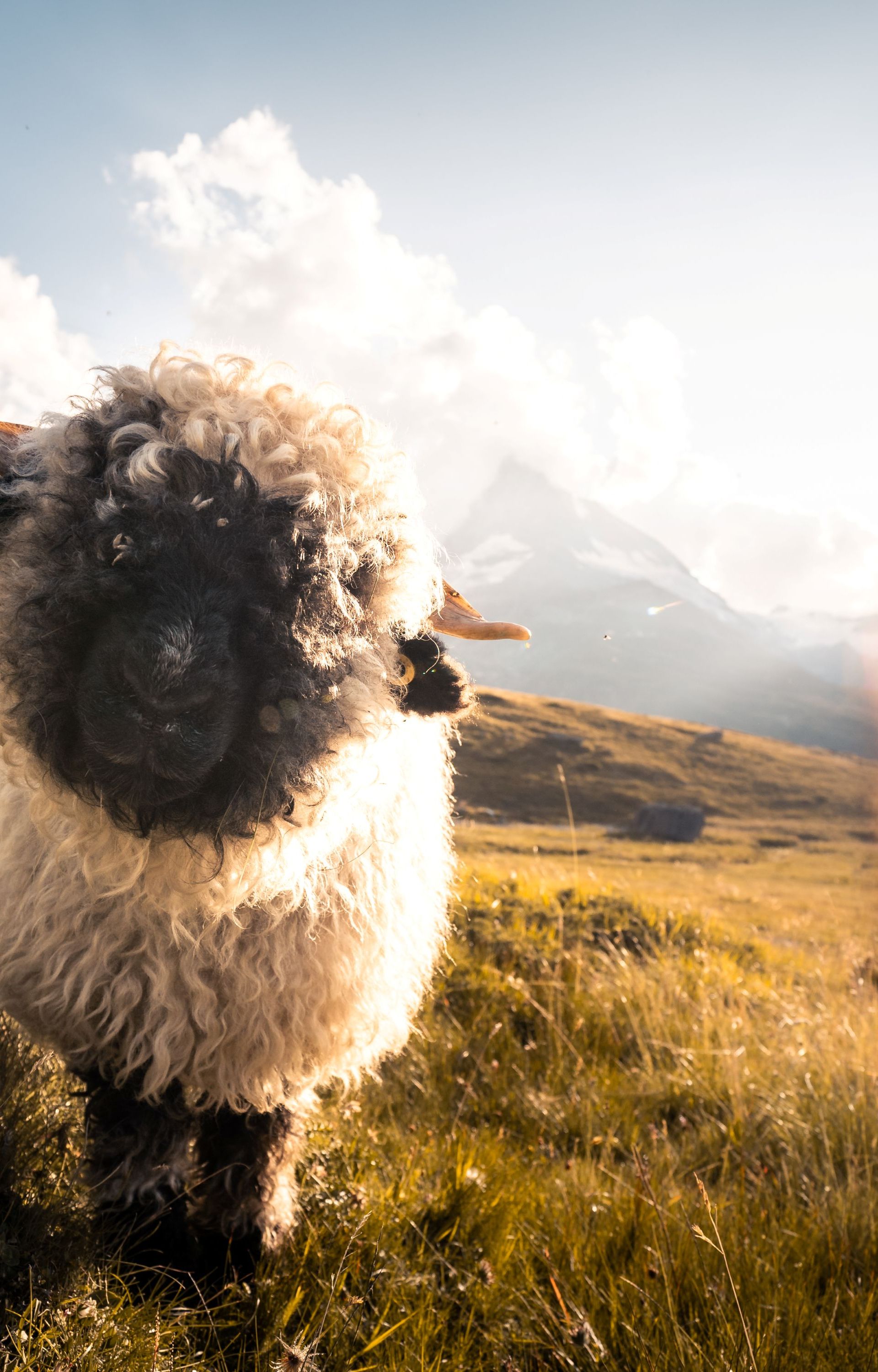 Meet the Sheep, moutons à nez noir au Gornergrat