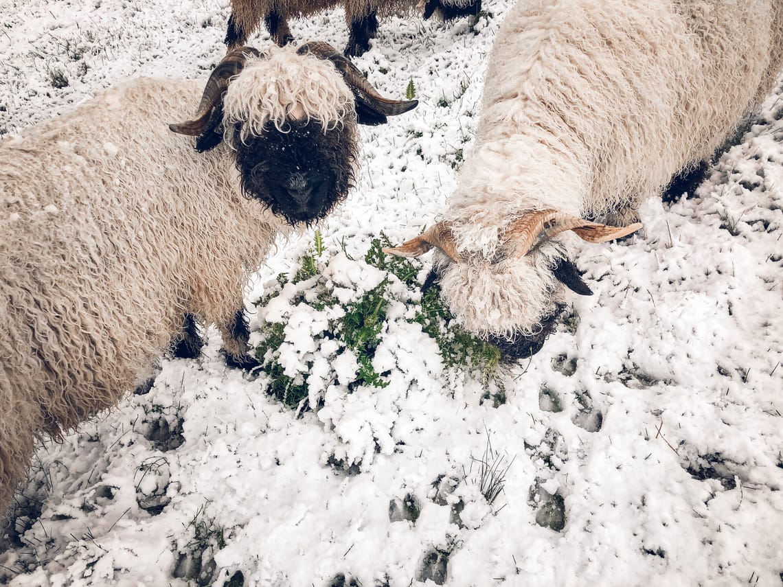 Moutons à nez noir dans la neige à la recherche d'herbe au Gornergrat Moutons à nez noir dans la neige à la recherche d'herbe au Gornergrat, Zermatt, Suisse