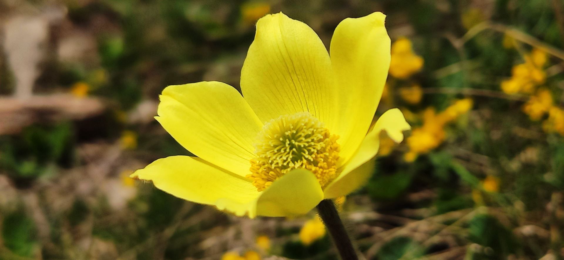 Schwefel-Anemone