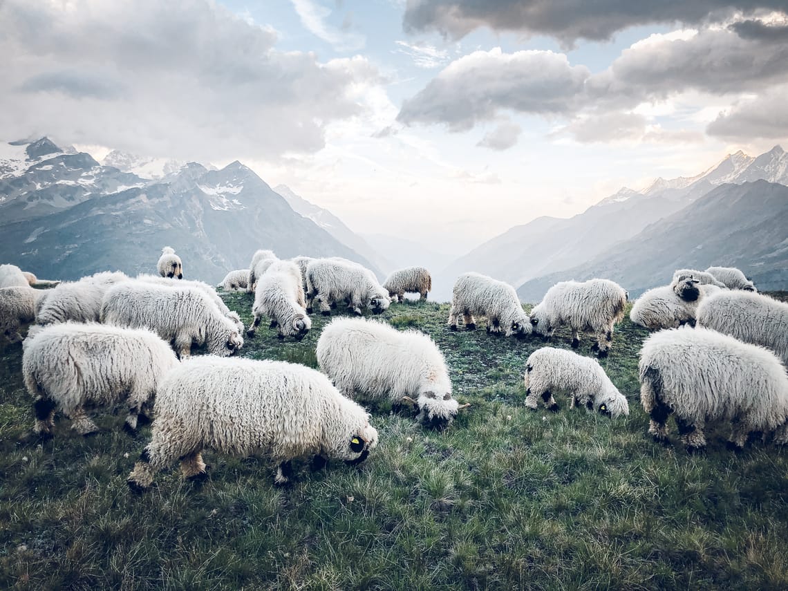 Des moutons à nez noir paissent sur le Gornergrat avec vue sur la vallée de Zermatt Des moutons à nez noir paissent sur le Gornergrat avec vue sur la vallée de Zermatt