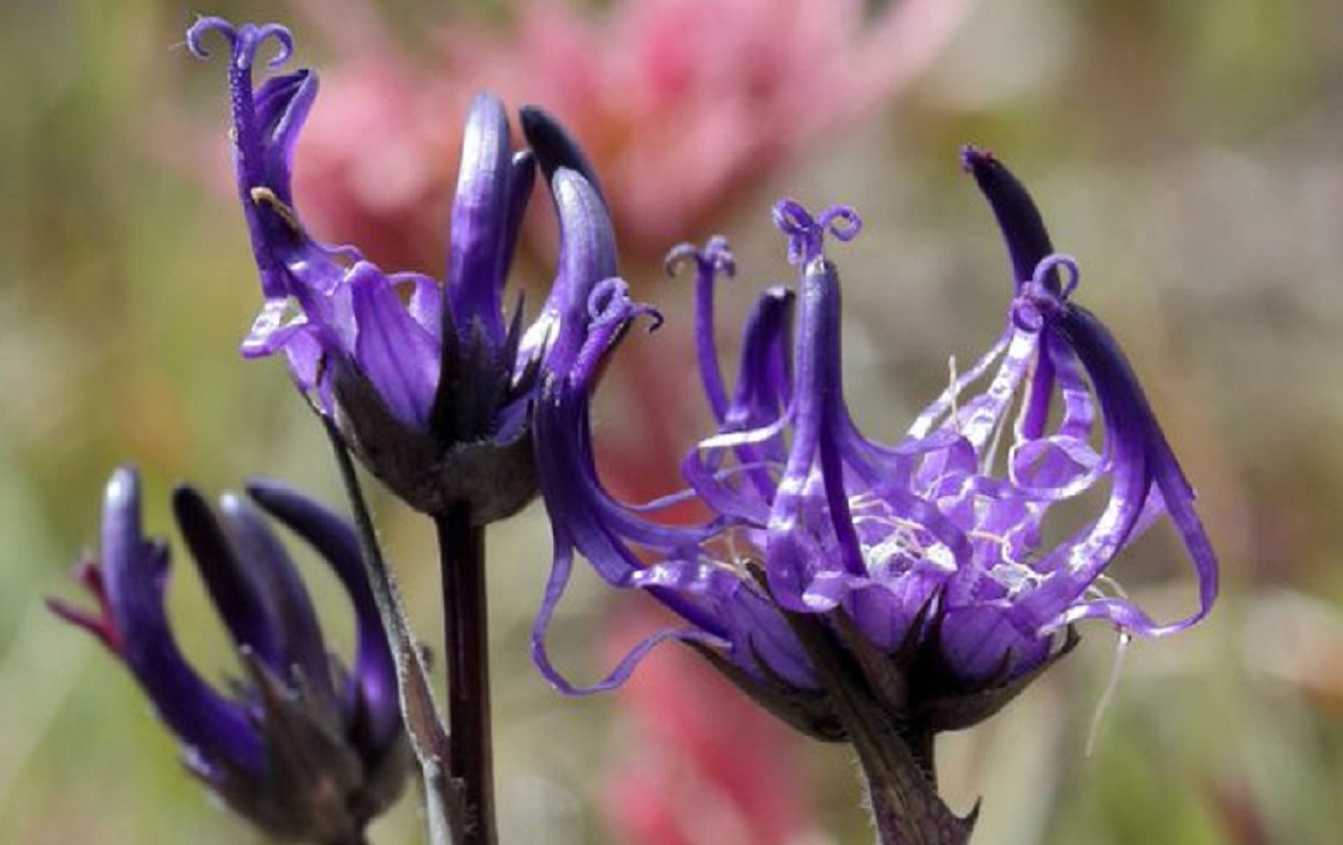 Halbkugelige Rapunzel