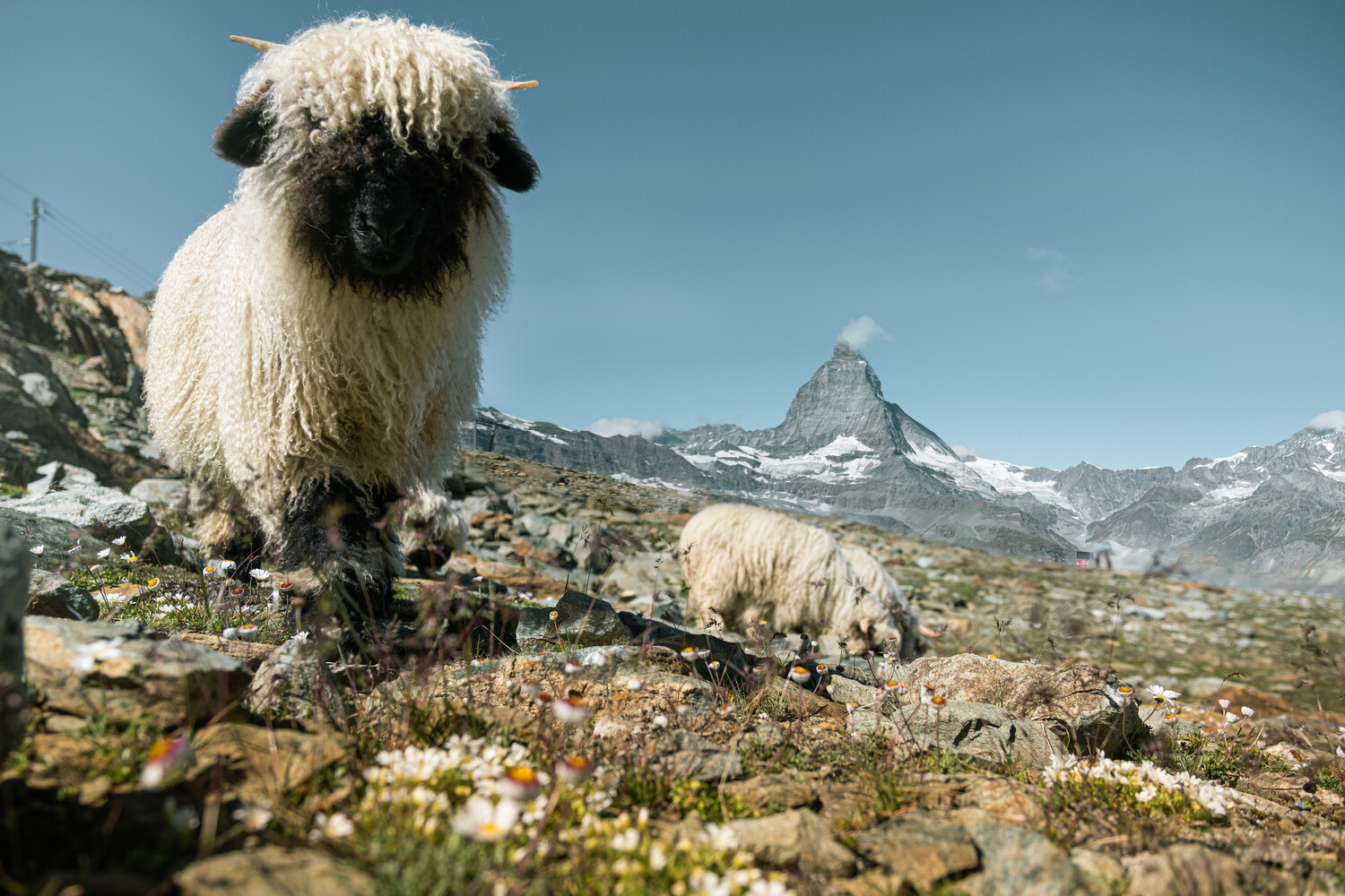 Meet the Sheep - Schafe am Gornergrat