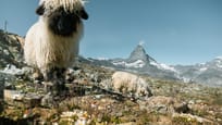 Meet the Sheep - Moutons sur le Gornergrat