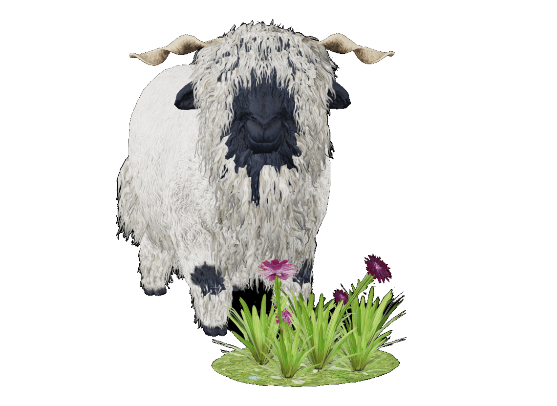 Schwarznasenschaf Augmented Reality, Meet the Sheep am Gornergrat Ein Schwarznasenschaf Nase, das vor Gras steht.