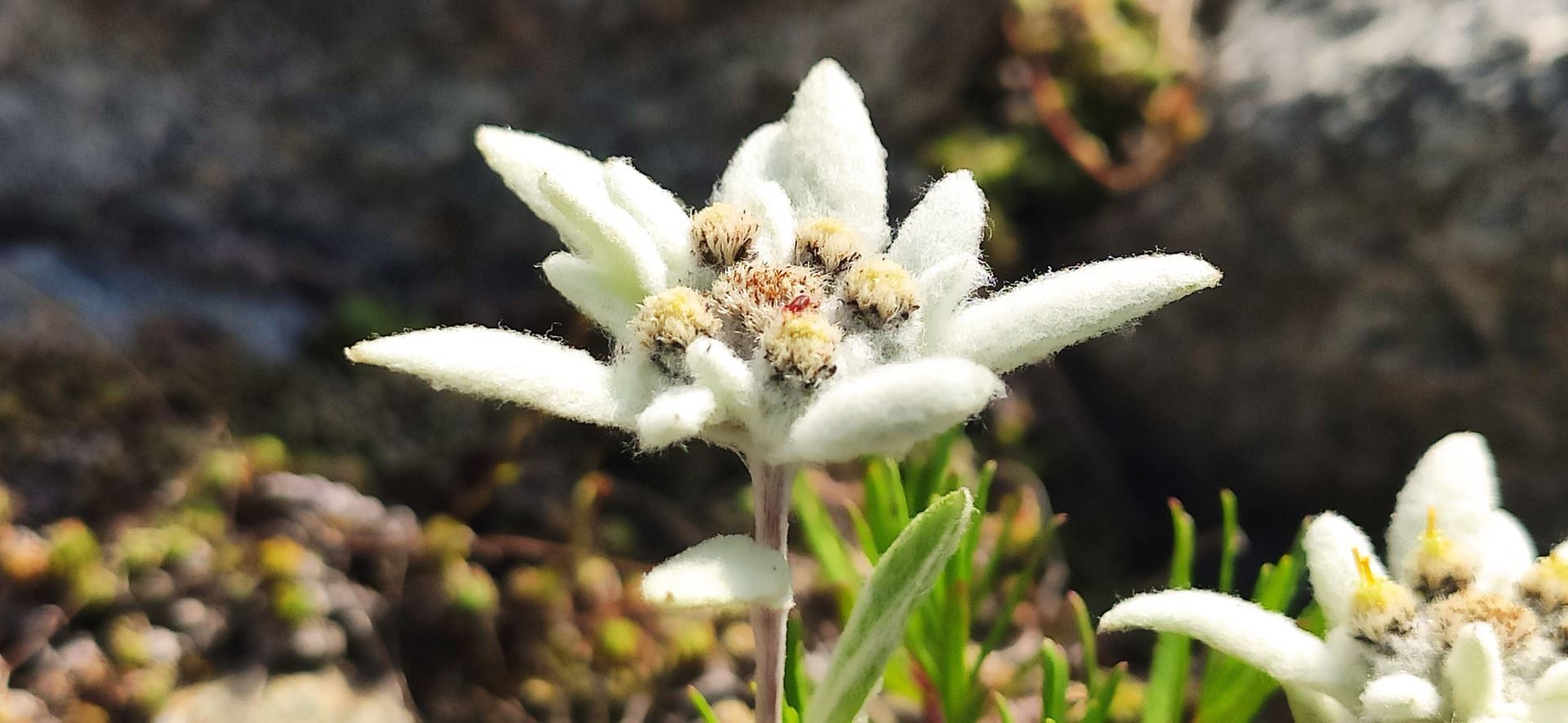 Edelweiss