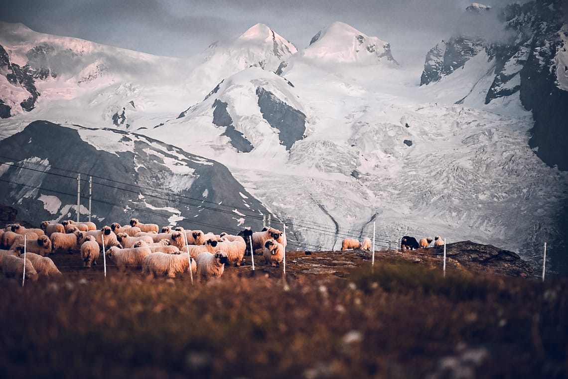 Moutons à nez noir dans l'enclos de nuit avec Castor et Pollux en arrière-plan  Moutons à nez noir dans l'enclos de nuit avec Castor et Pollux en arrière-plan