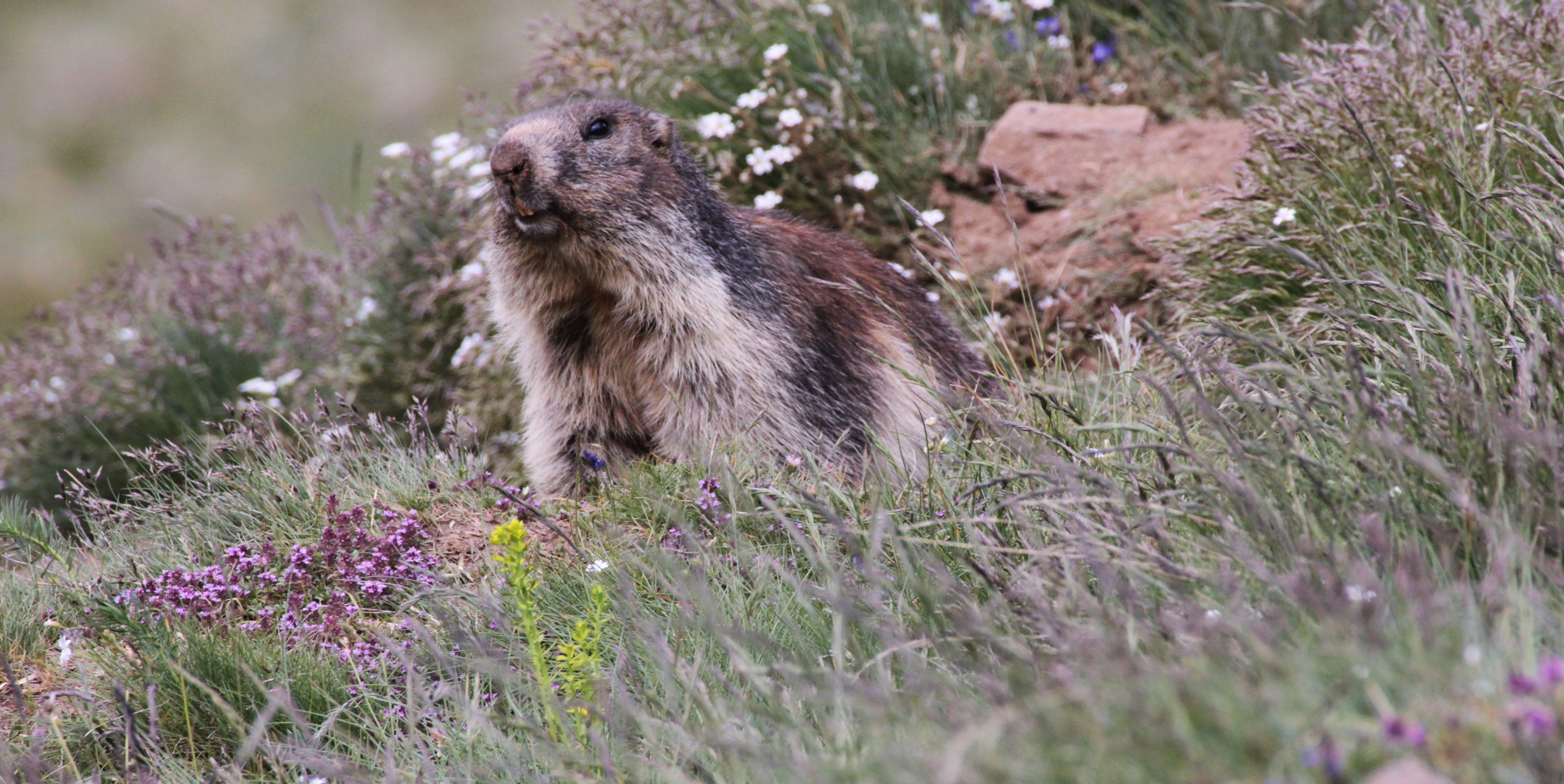 Murmeltiere am Gornergrat