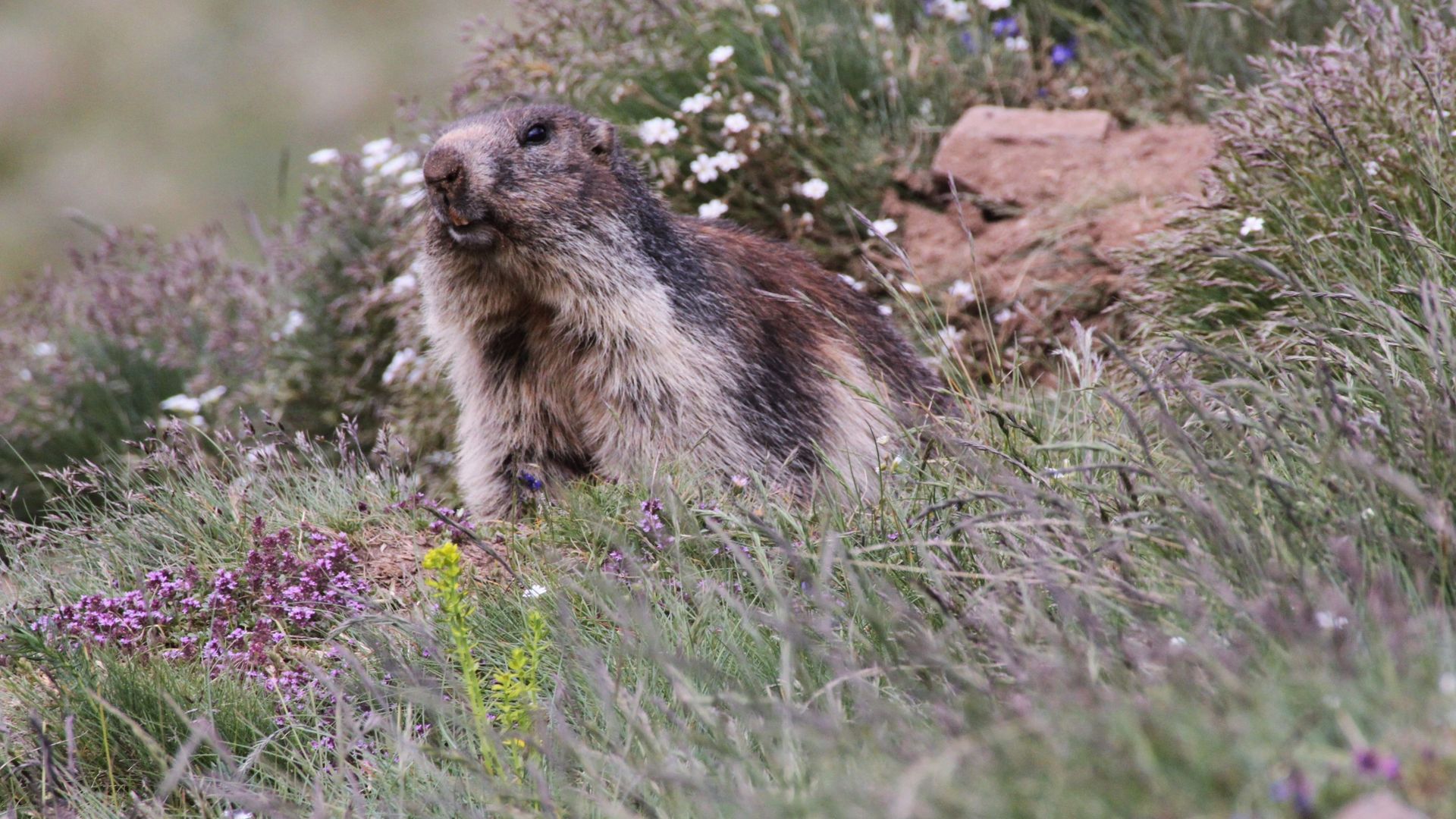 Murmeltiere am Gornergrat