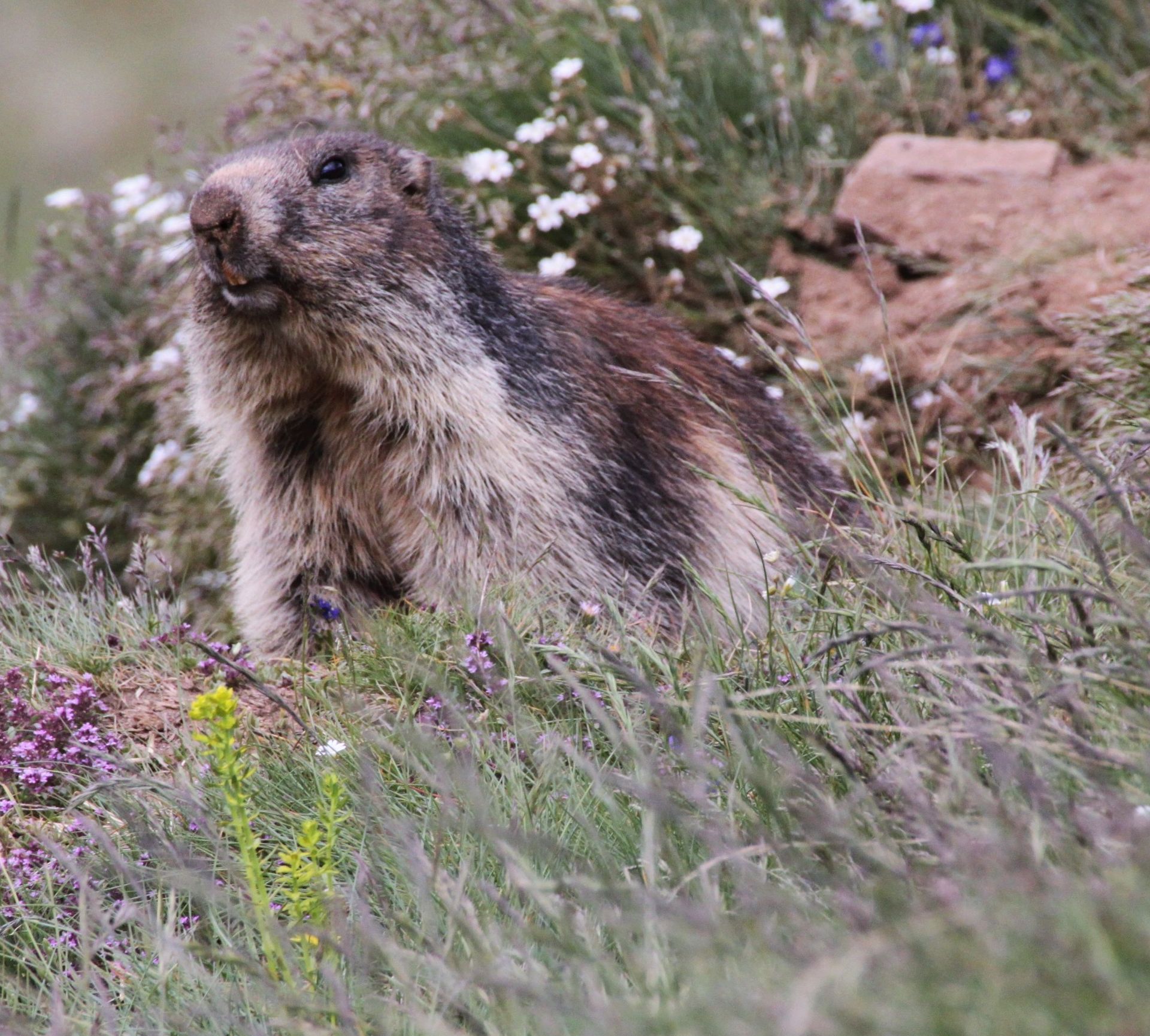 Murmeltiere am Gornergrat