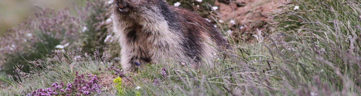 Murmeltiere am Gornergrat Murmeltiere am Gornergrat